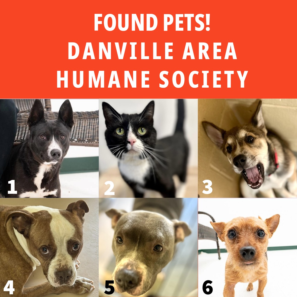 Danville Area Humane Society Virginia | Danville VA