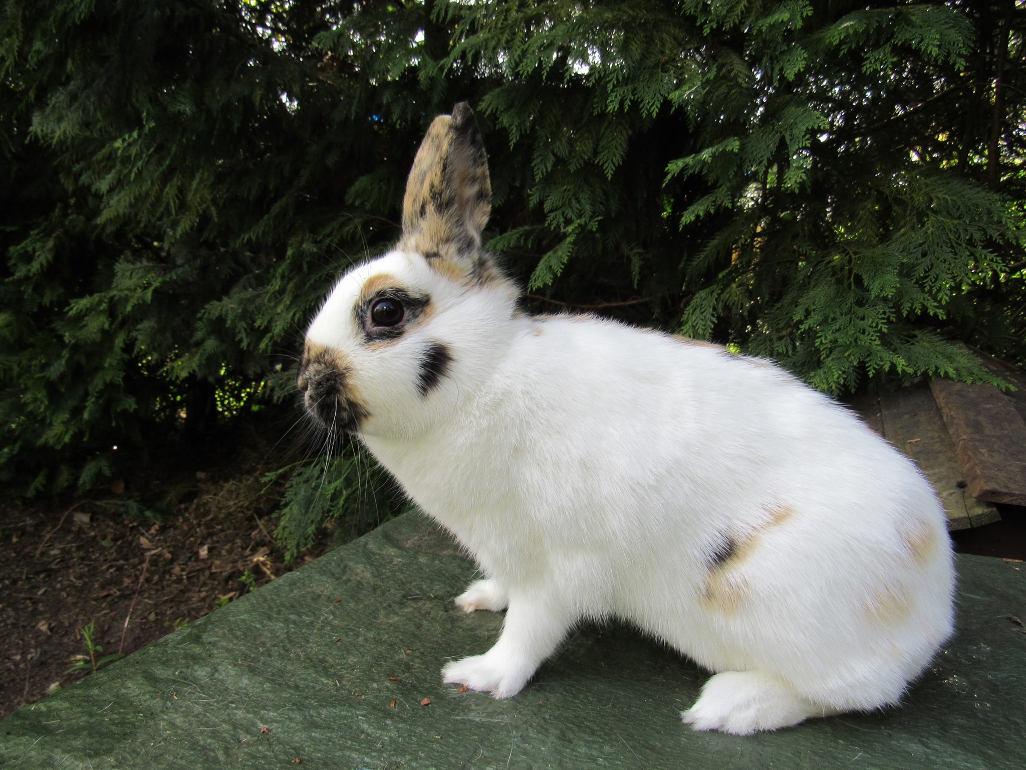 Tri-Coloured Rabbits