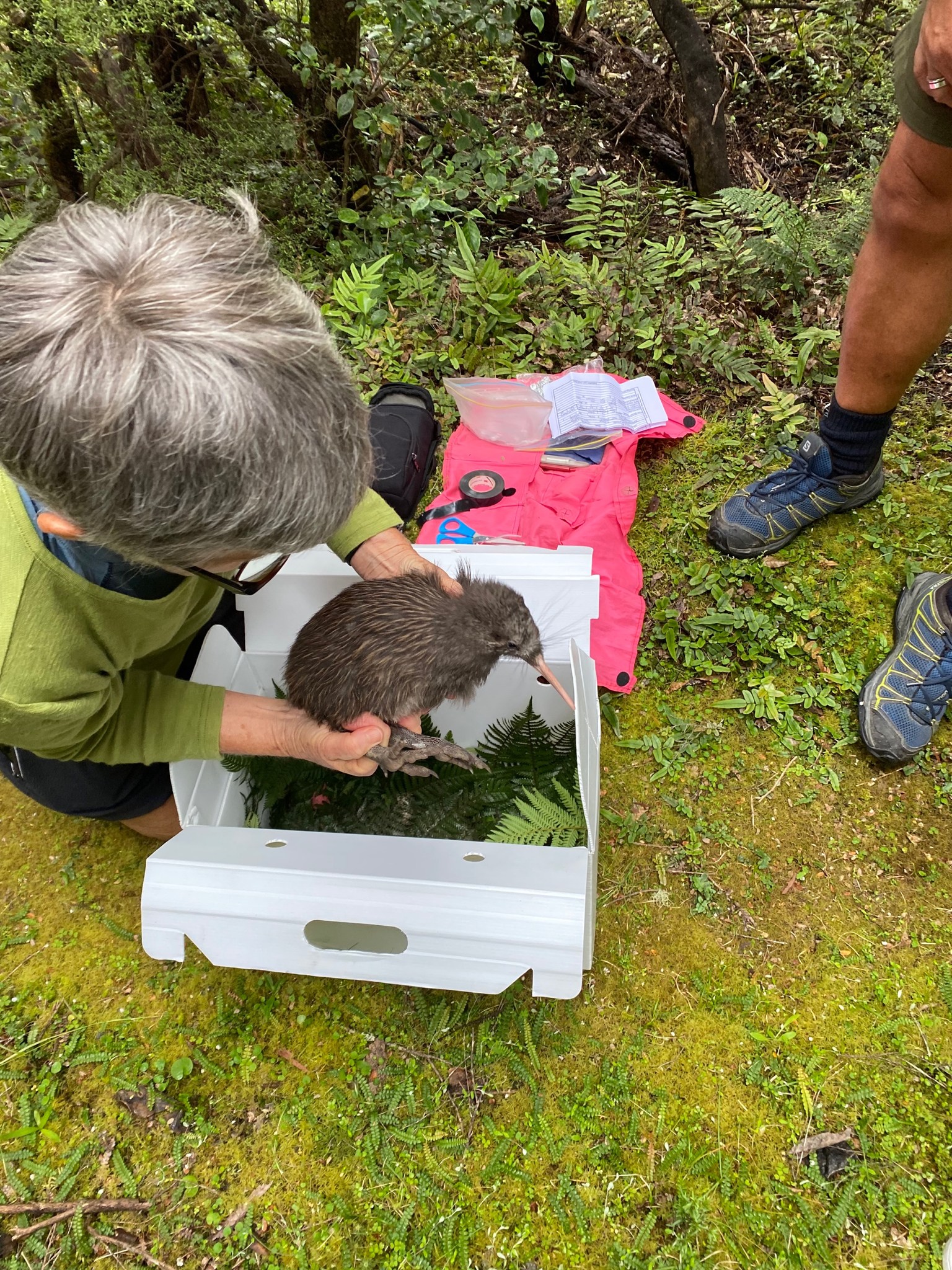 The Kaweka Forest Park is now... - Pan Pac Forest Products