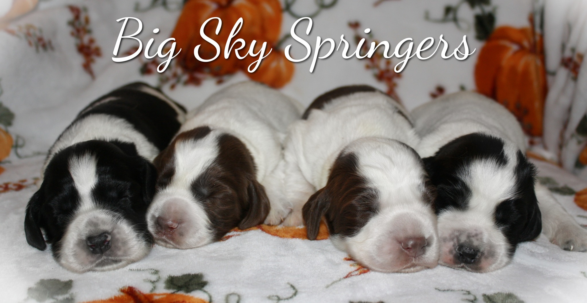 Look what we have ♥ Luke/Praire Puppies - Big Sky Springers | Facebook