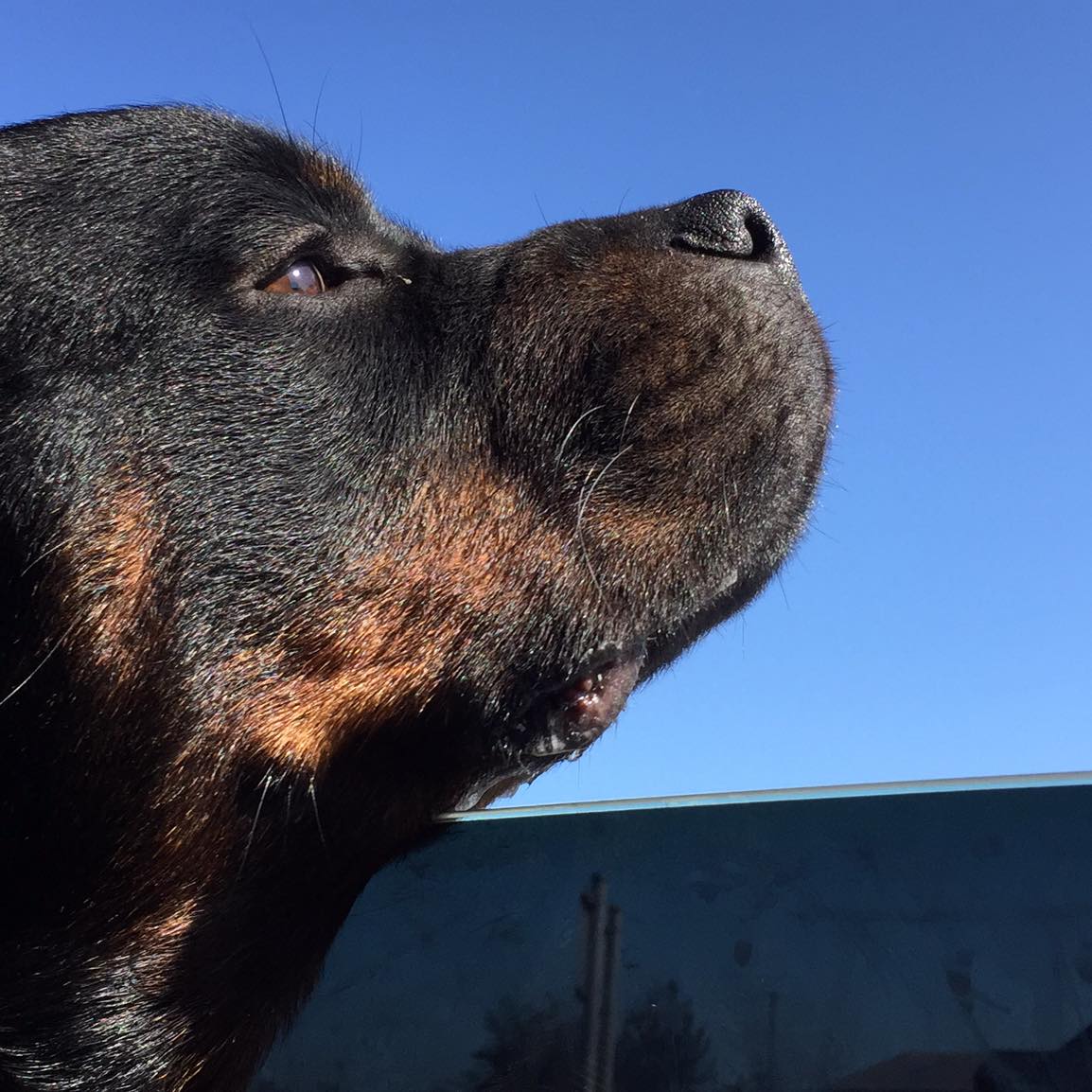 Rottweiler Home