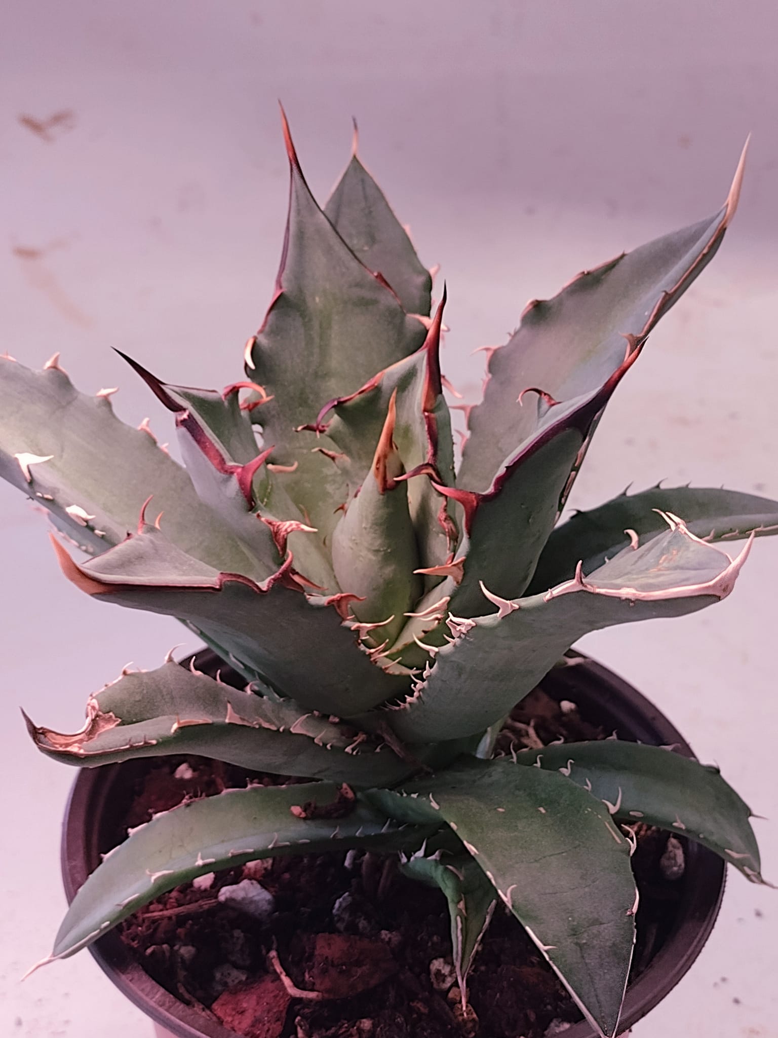 Growing agave oteroi from seeds in Japan