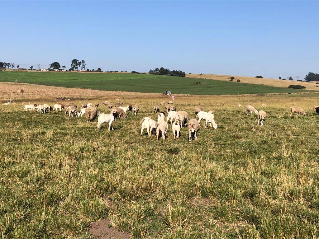 Shibhile Farm - Shibhile Farm, located in Cato Ridge KZN,... | Facebook