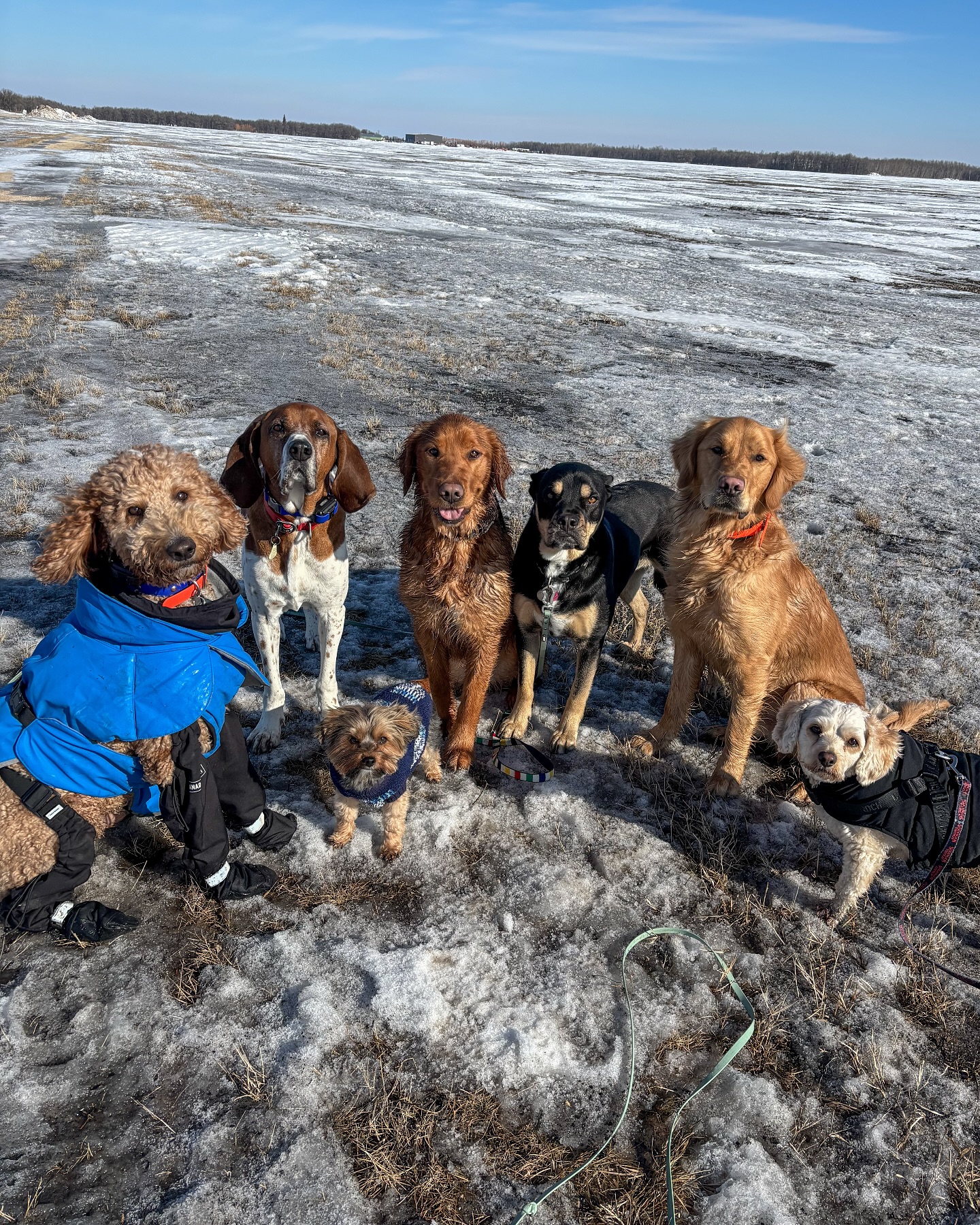 Dogs on the Block Inc.