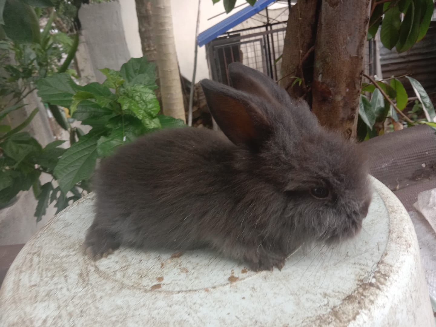 Pandi bulacan backyard and rabbitry