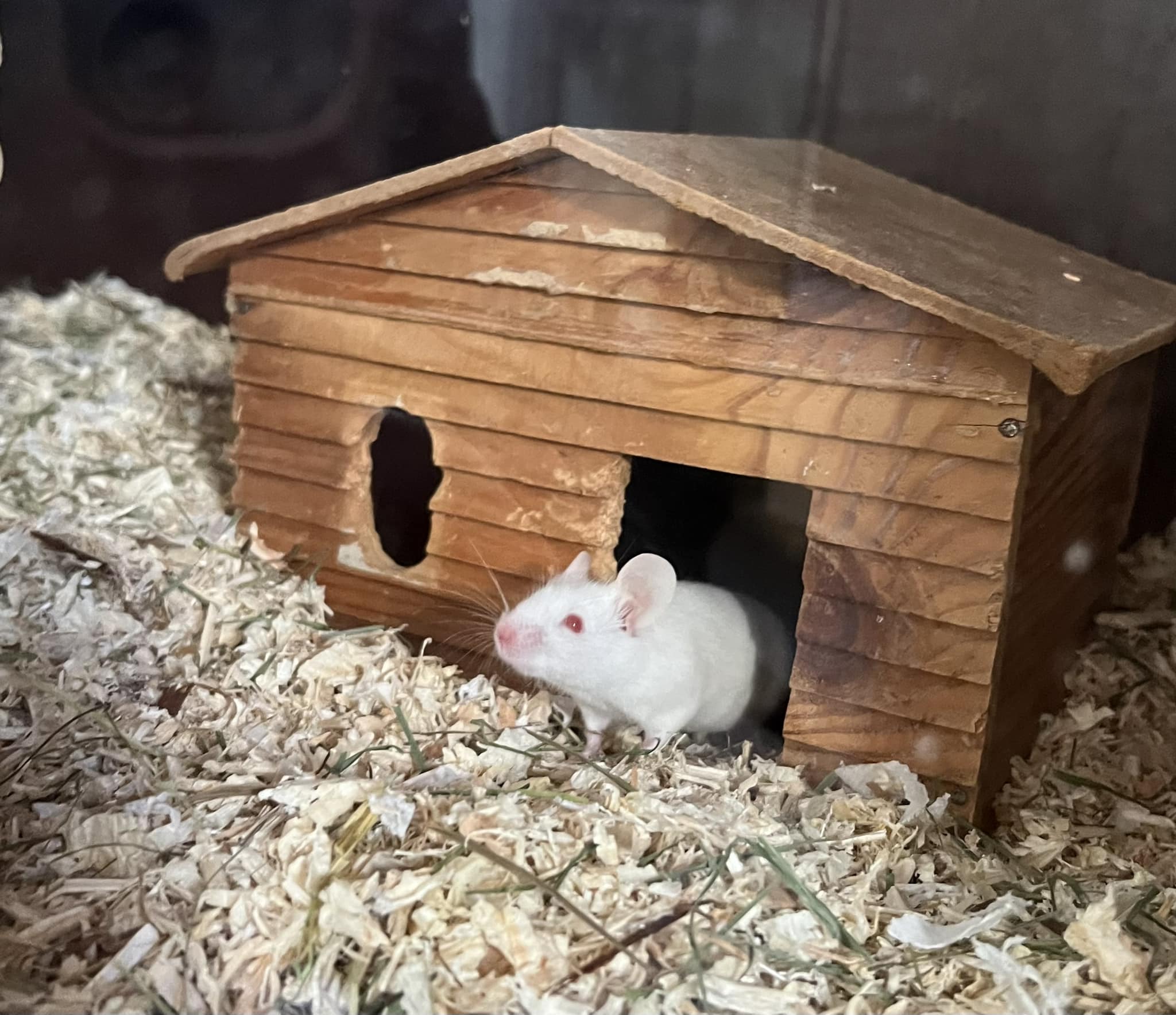 Tierheim Heinzelwinkl - ‼️Liebe Tierfreunde ‼️ Unsere handzahme 
