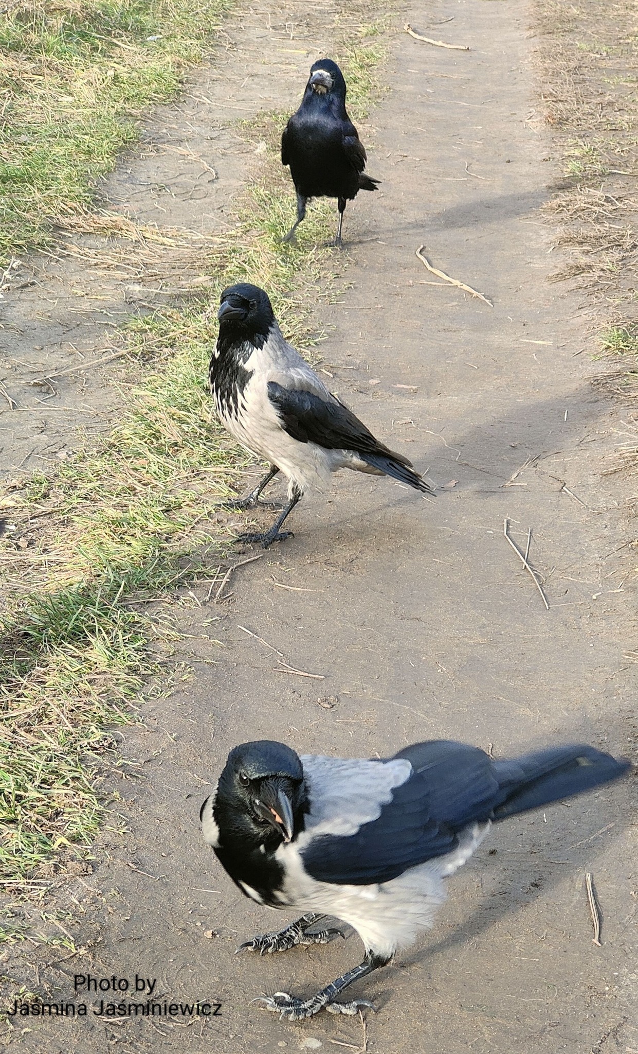 Crow Lovers | Hooded crows and rook from Poland | Facebook