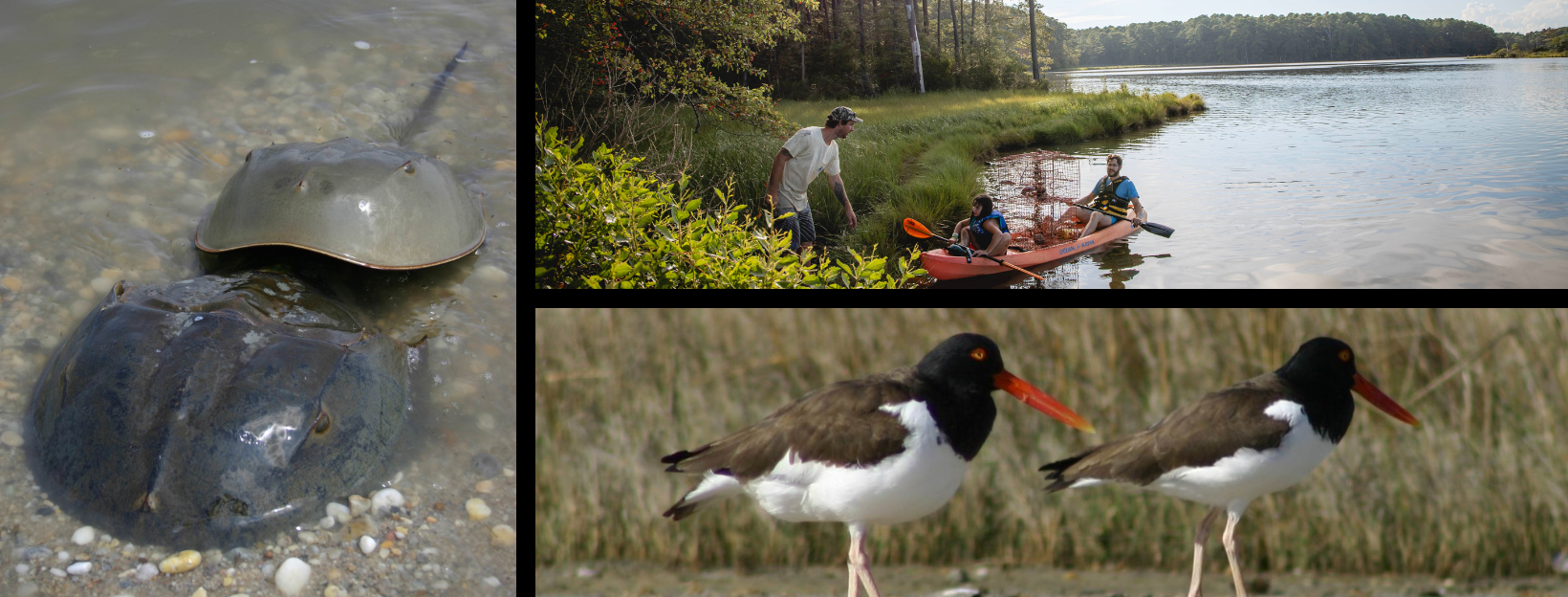 Delaware DNREC Division of Fish and Wildlife | Dover DE