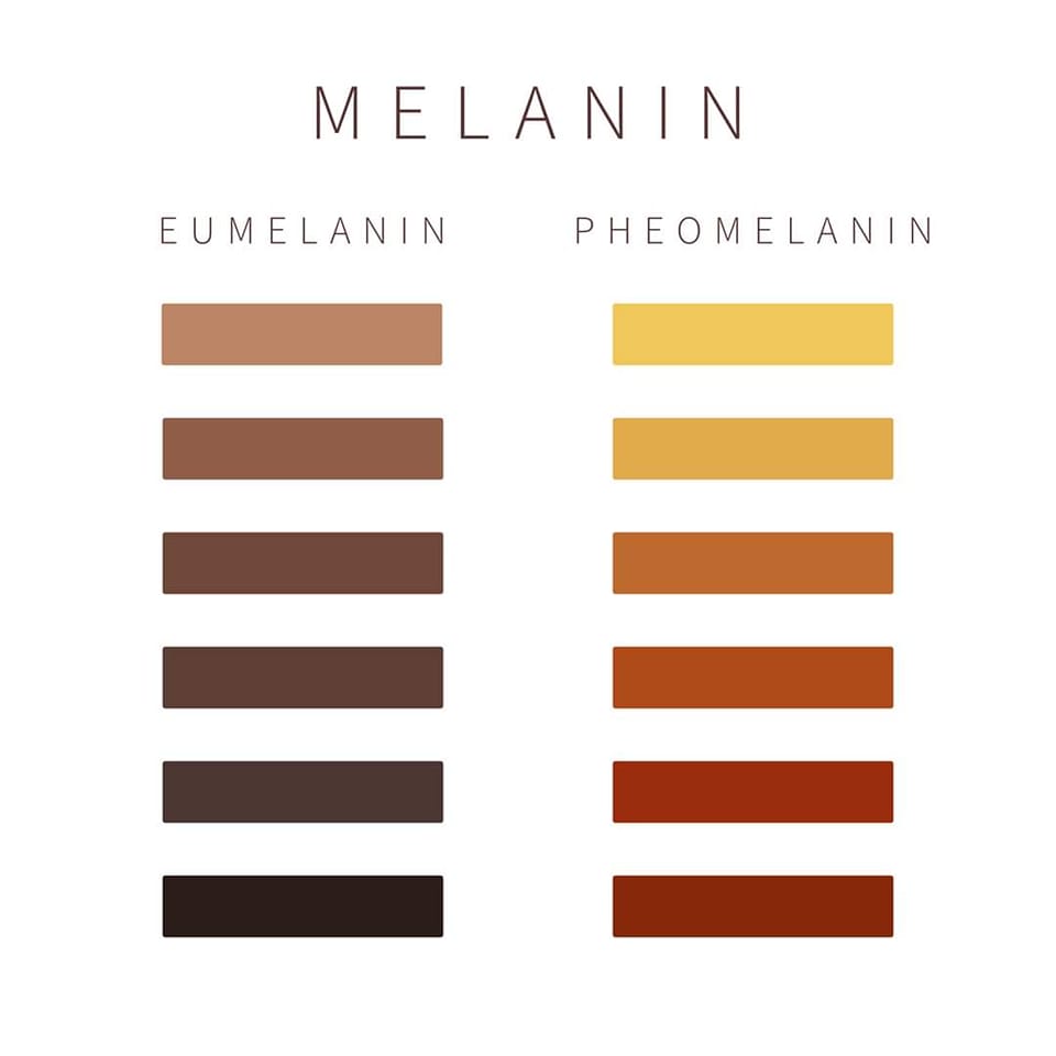 Melanin is a pigment that gives colour to our skin, hair, and eyes. There are two main types of melanin produced by melanocytes: pheomelanin and eumelanin. These two types of melanin are