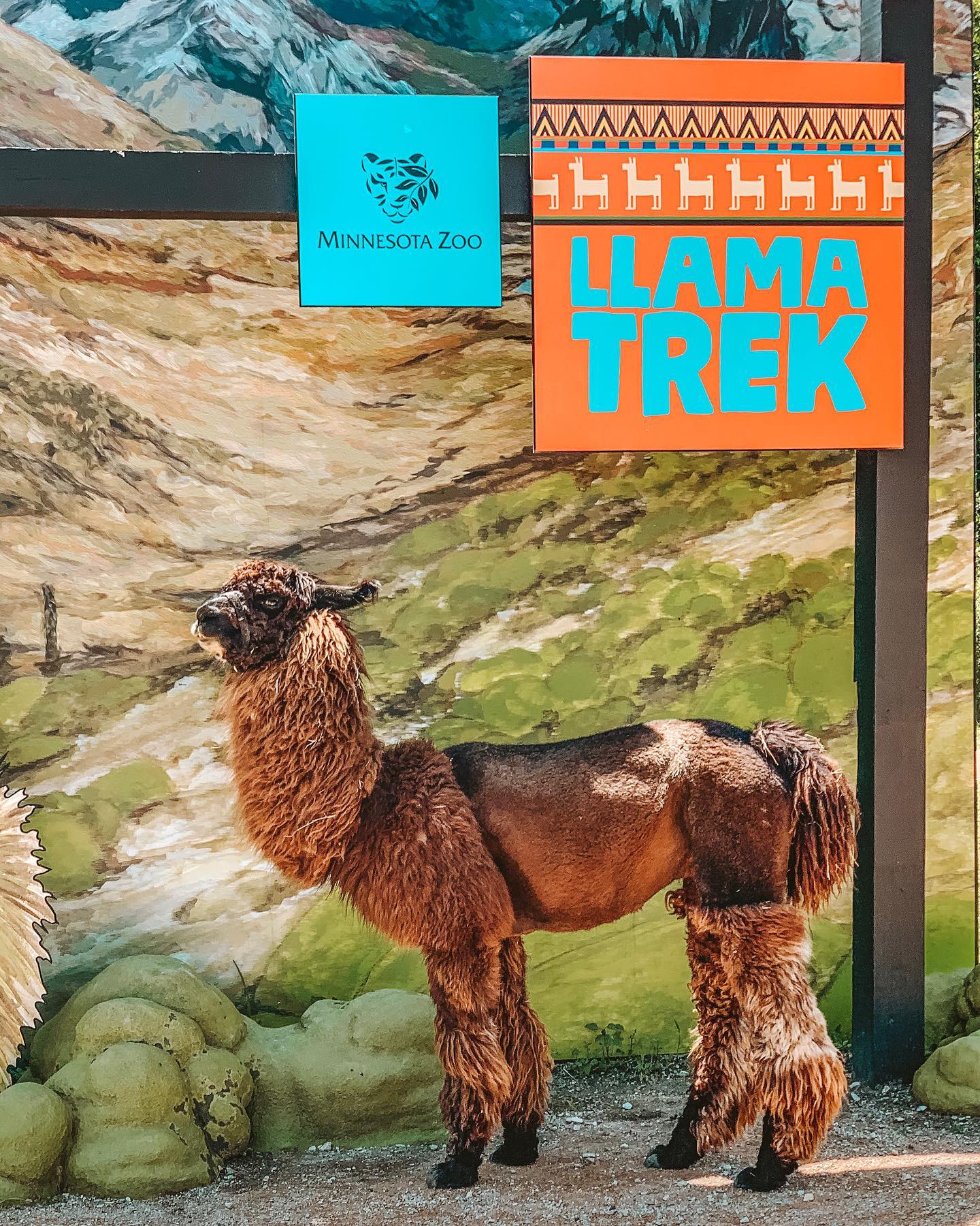 Llamas!! In honor of the historic Llama Trek exhibit and our show