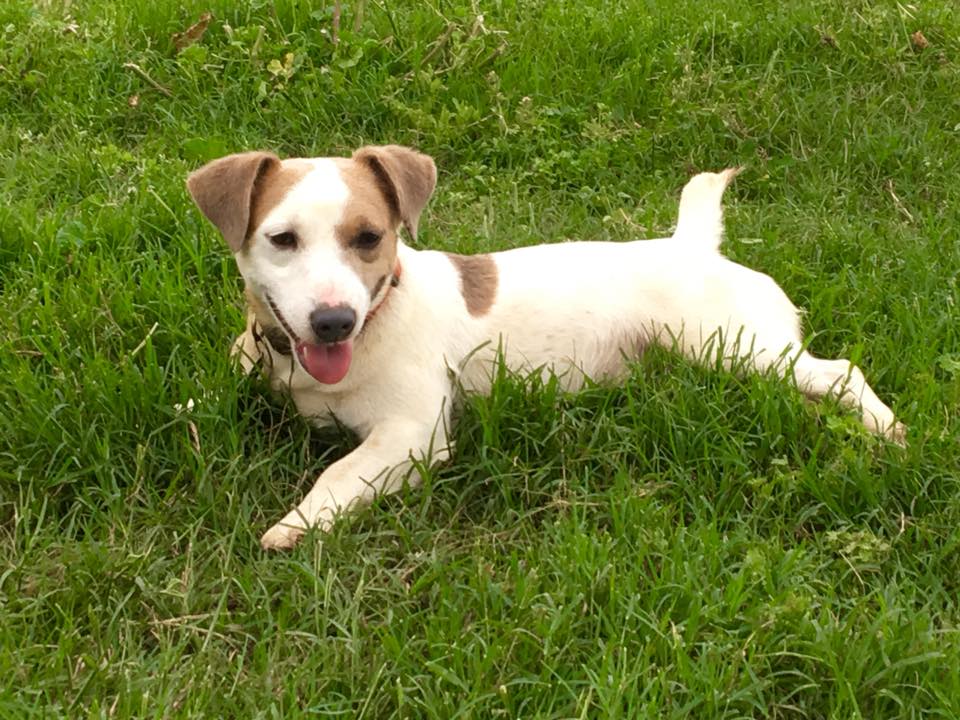 Shorty Jack Russell... - Shorty Jack Russell Terrier Puppies