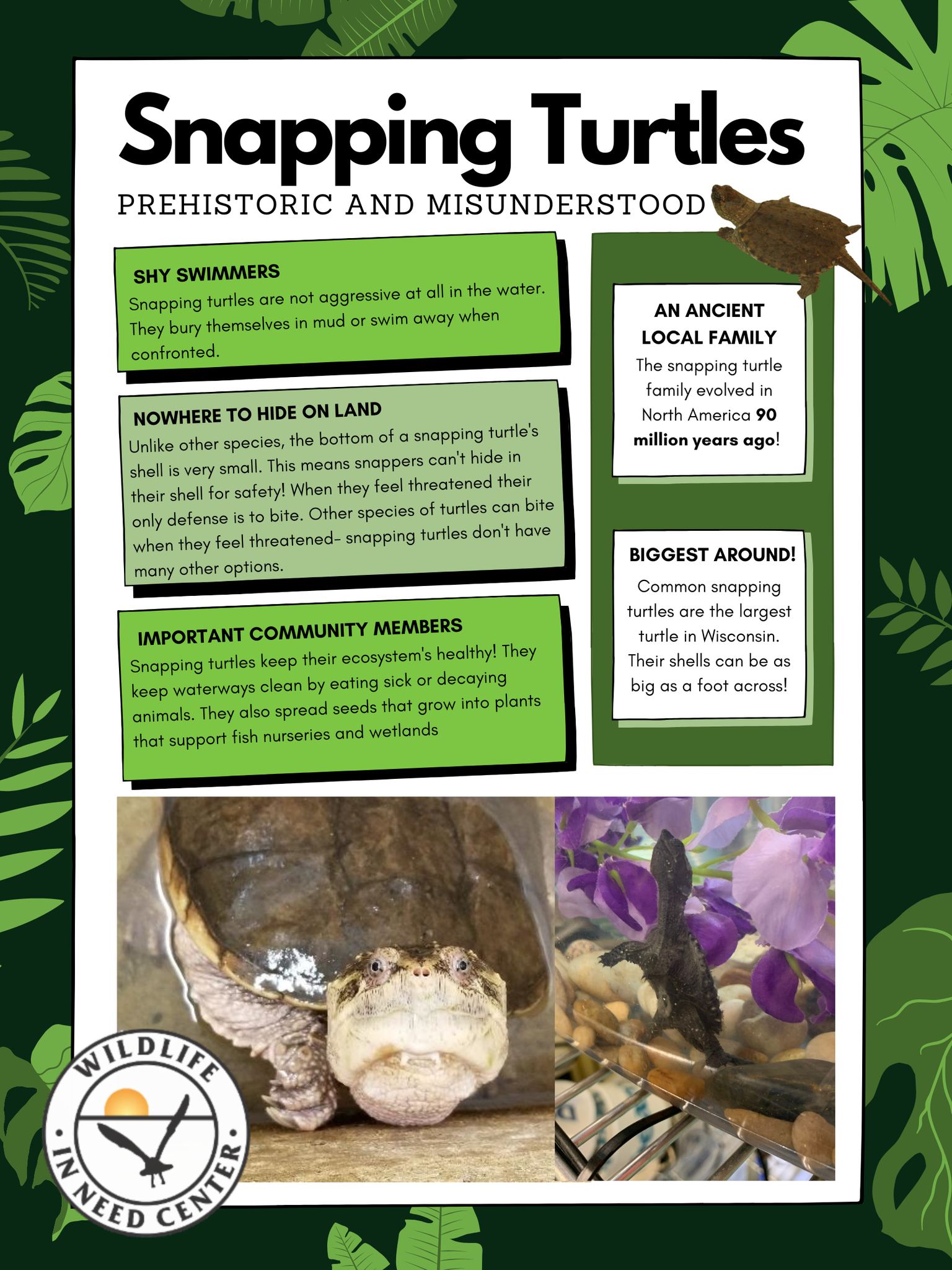 Today we are doing... - Wildlife In Need Center | Facebook