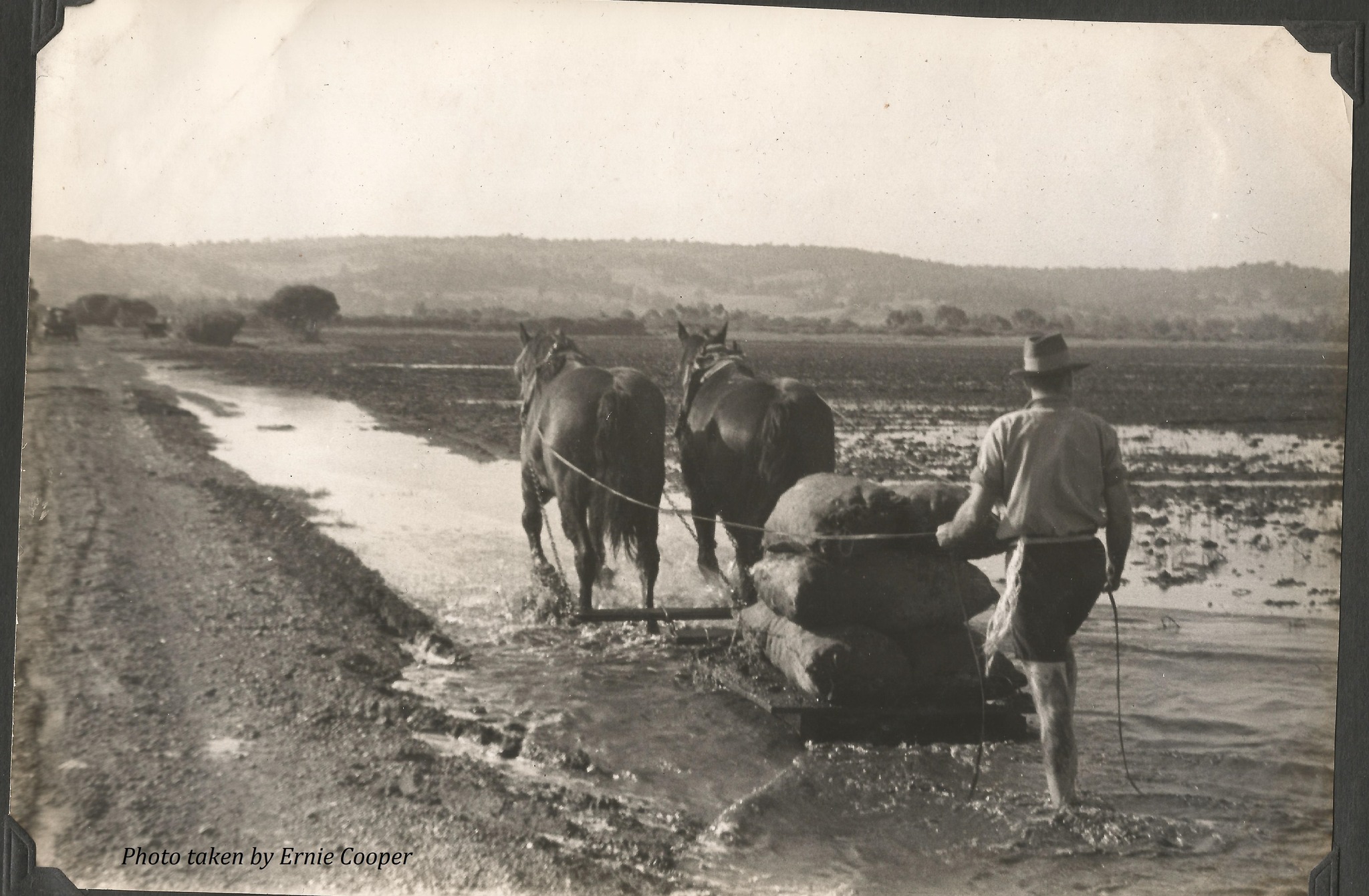Hugh Rigg carting bags of potatoes... - Memories of Harvey