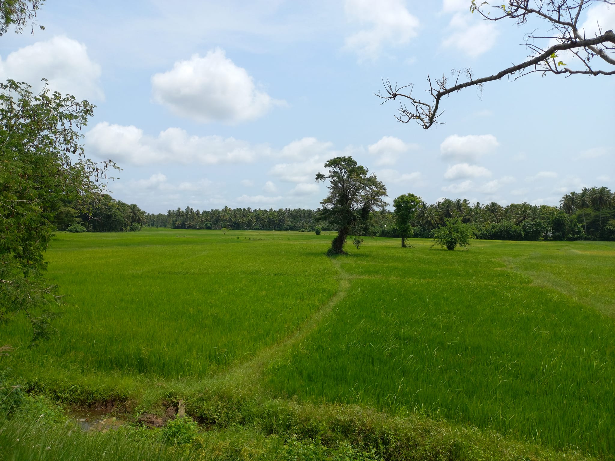 Indika Rajapaksha