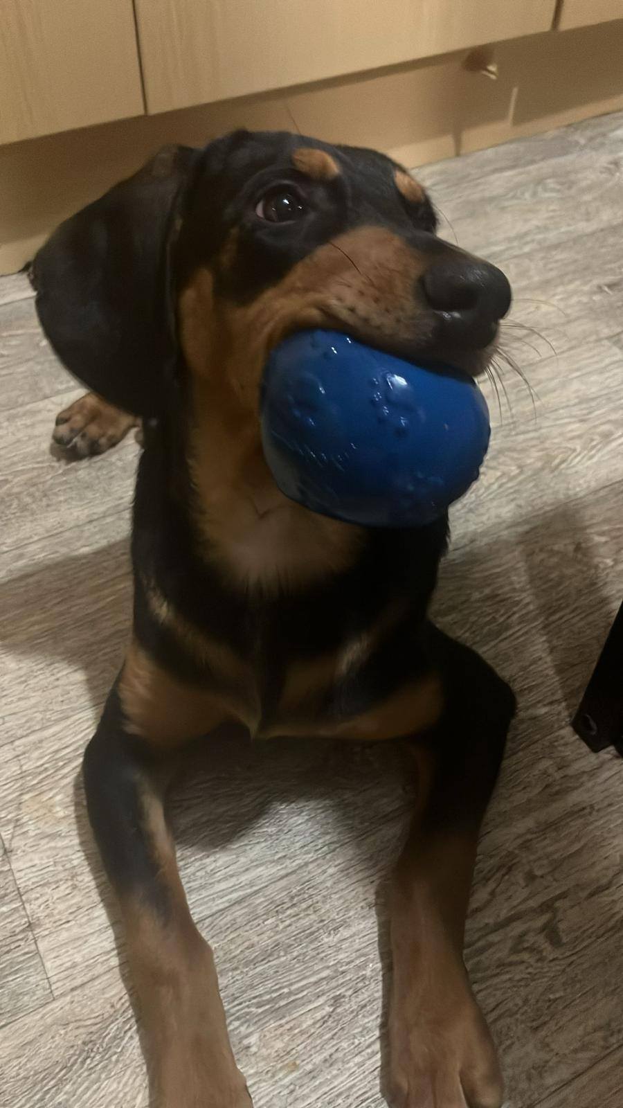 Roaming Tails Rescue
