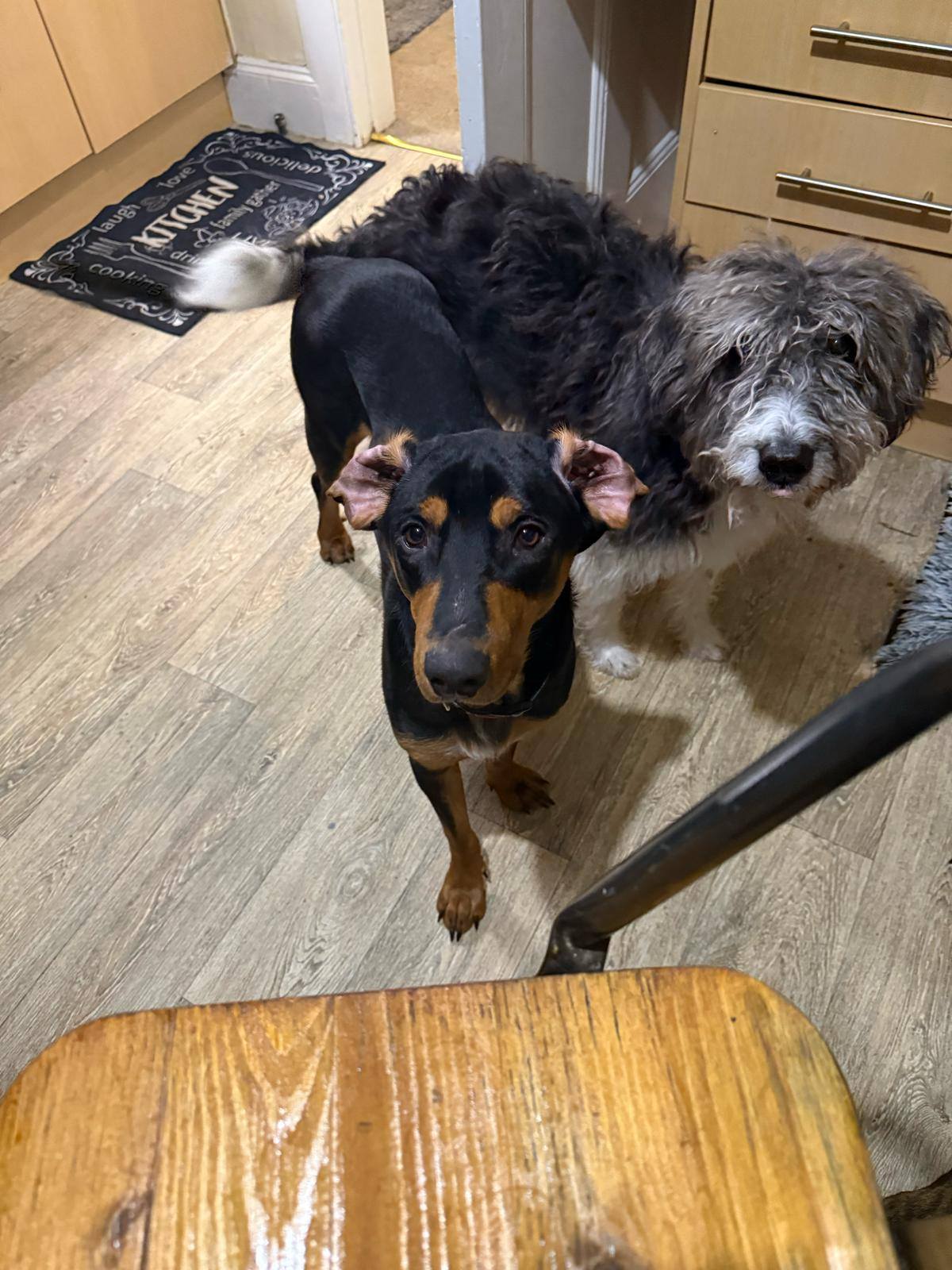Roaming Tails Rescue