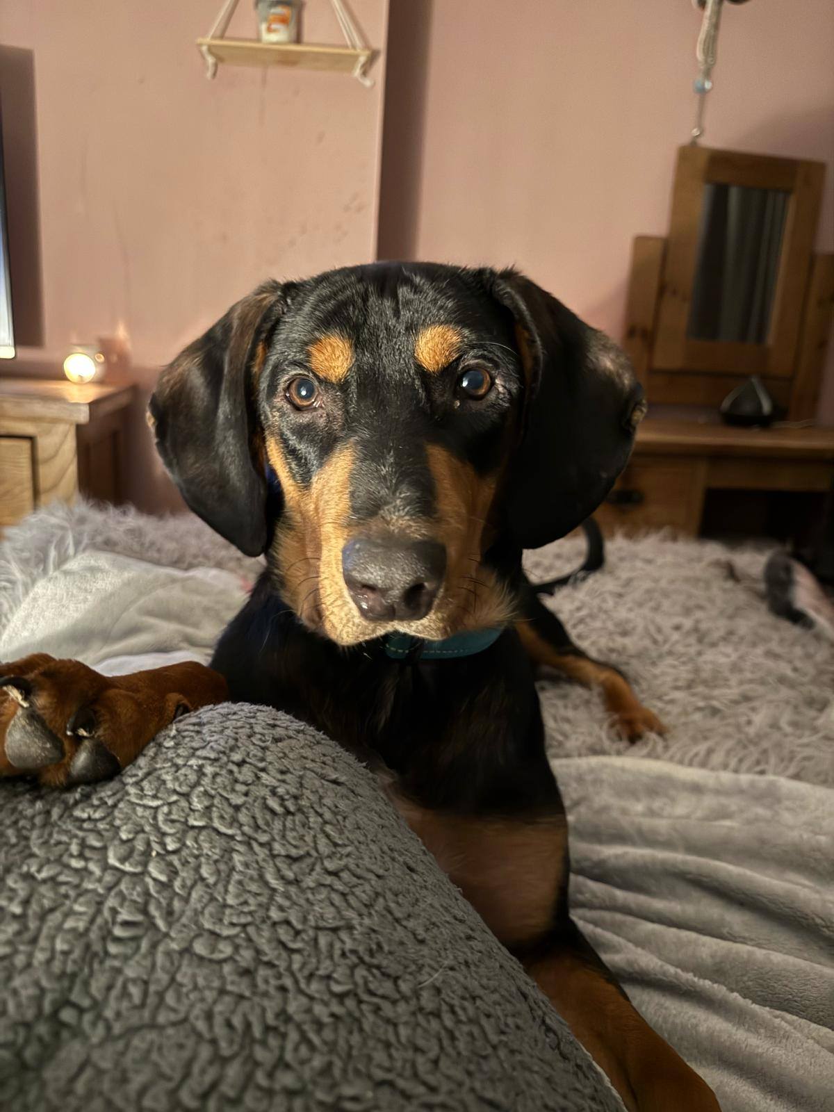 Roaming Tails Rescue