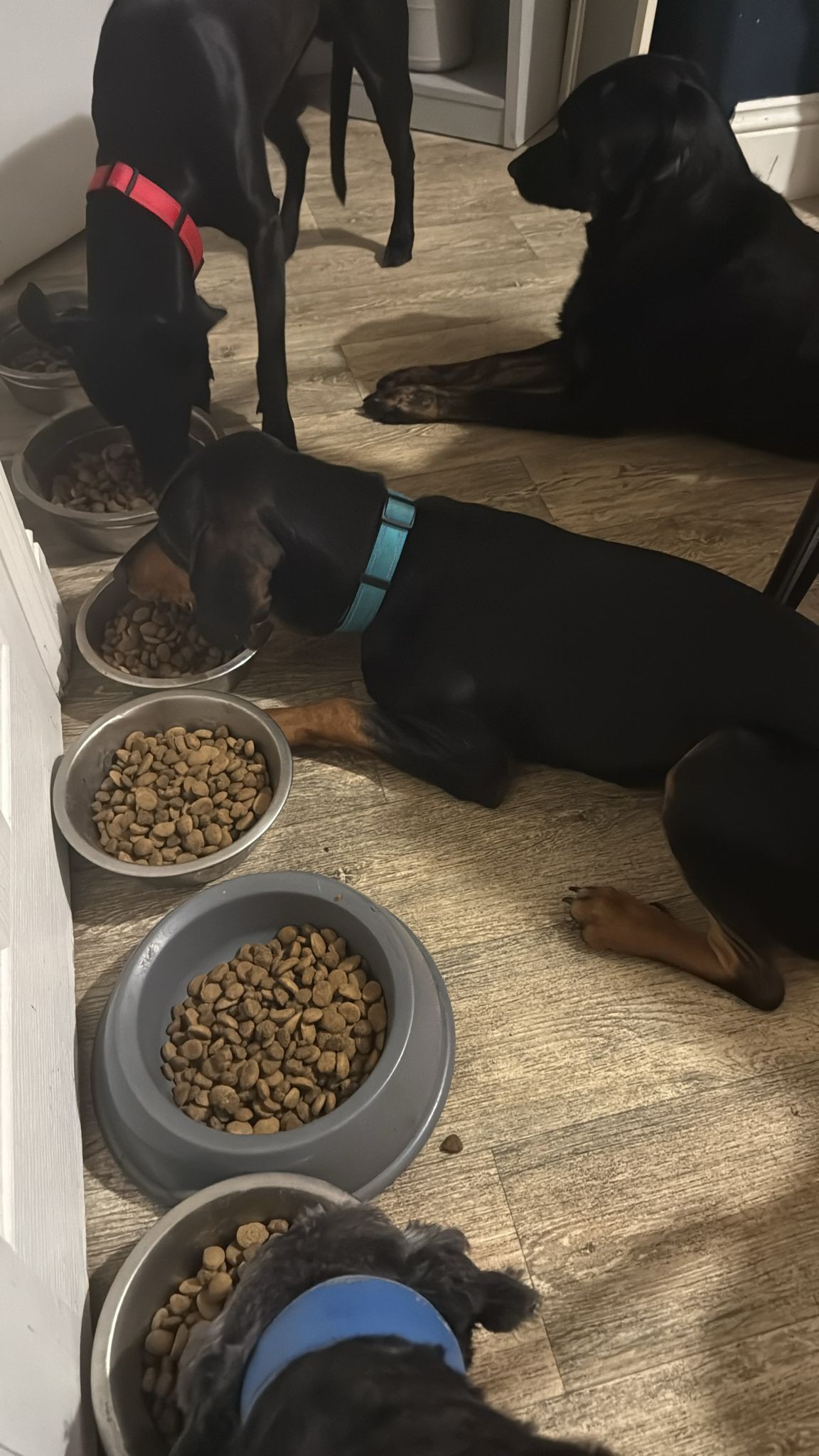Roaming Tails Rescue