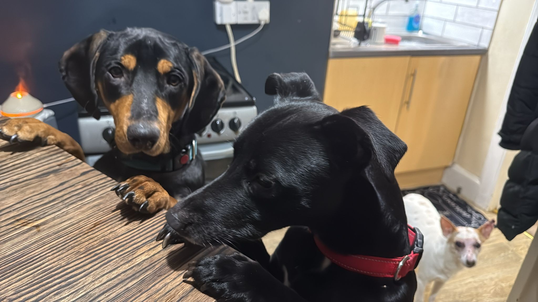 Roaming Tails Rescue