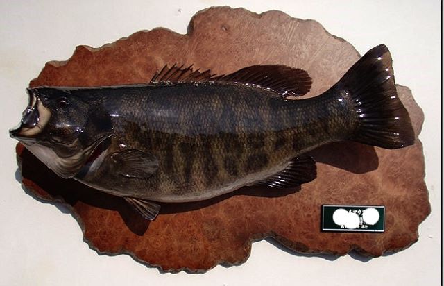 魚類剥製 俺ん家 飛魚丸 - でっかいスモールマウスバス | Facebook