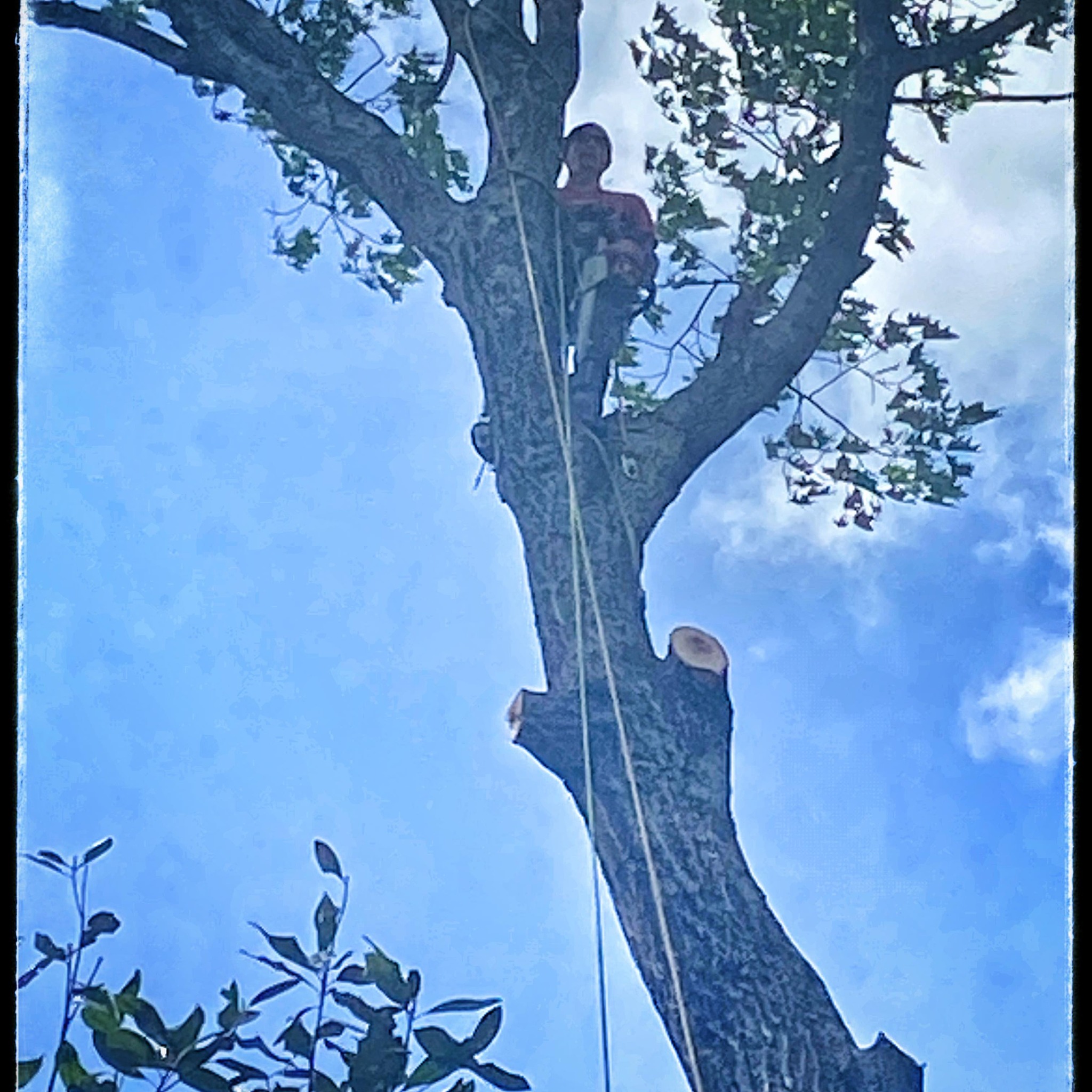 Liberty Tree Professionals LLC | Lexington NC