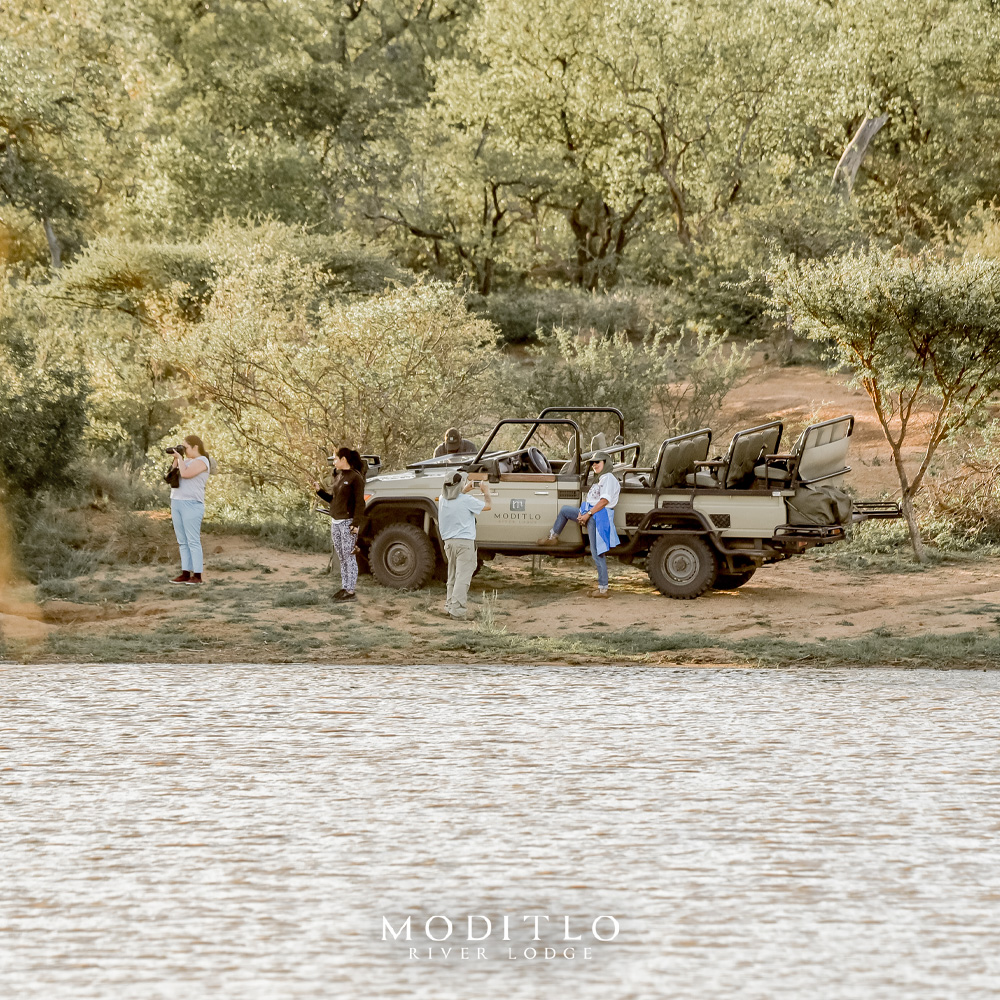 Moditlo - Come and see the wildlife up close on our game drives 🐘 Our ...