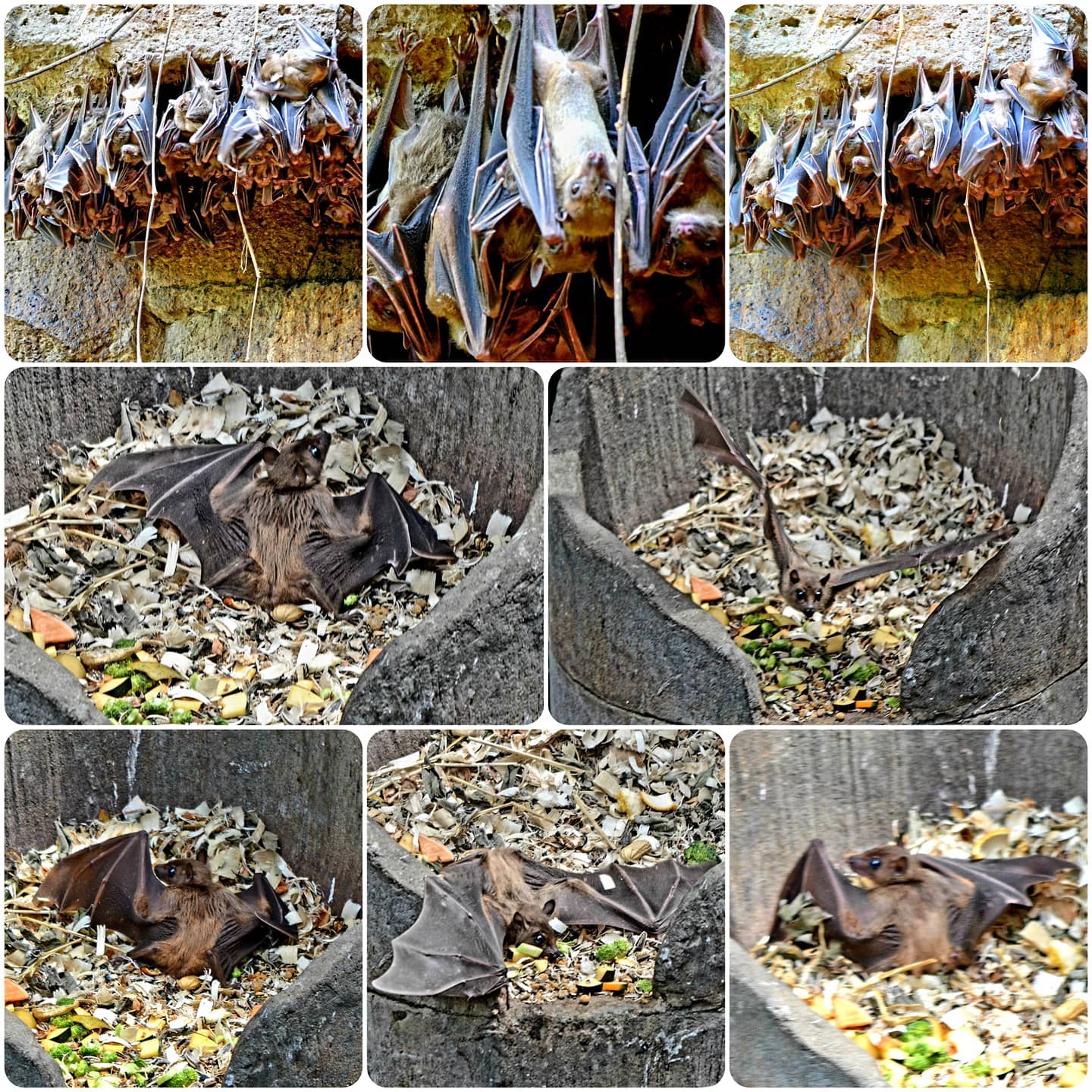 The Zoo Review - OCTOBER BAT APPRECIATION MONTH! 🦇🦇 April...