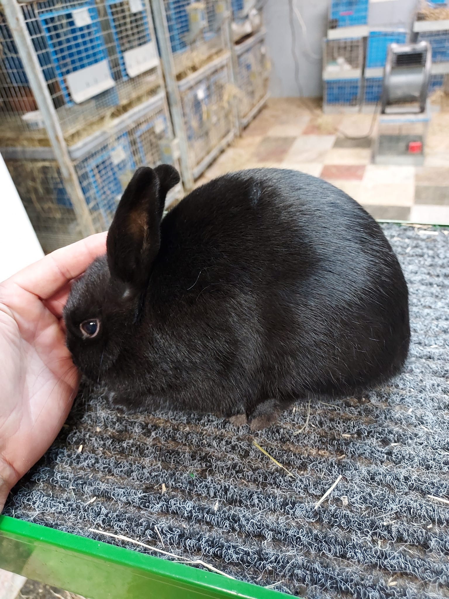 Here are a few of the Polish rabbit... - Willow Wood Rabbitry | Facebook