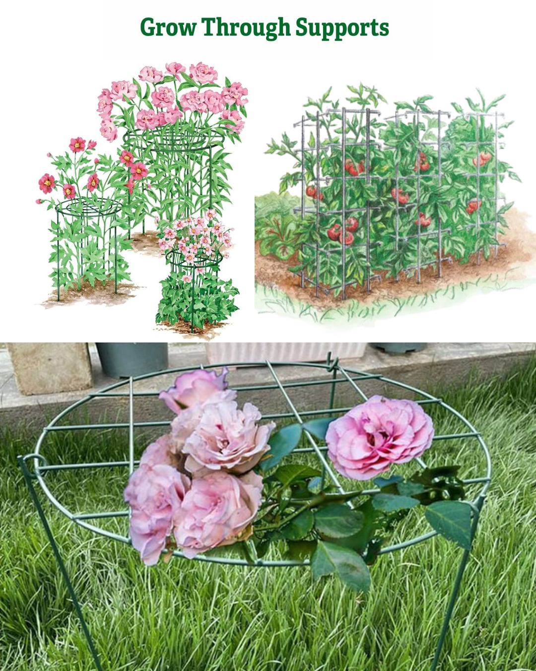 GreenThumb - Types Of Support: When And How To Support Garden Plants 🌱🌼 ...