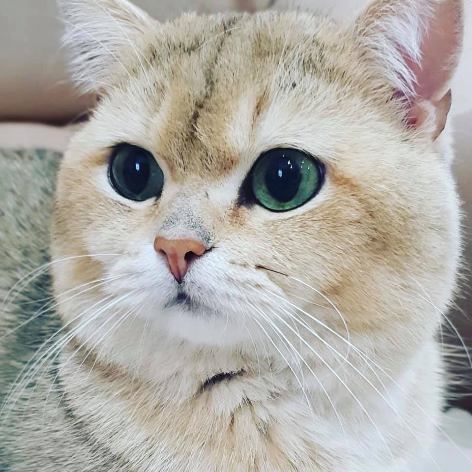 Scottish Fold British Shorthair | Addison IL