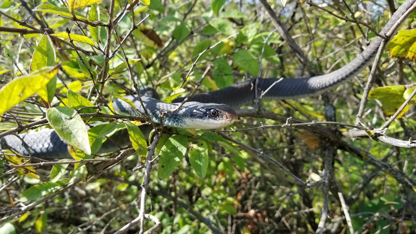 Indiana - I sssssee you! This blue racer (Coluber constrictor foxii ...