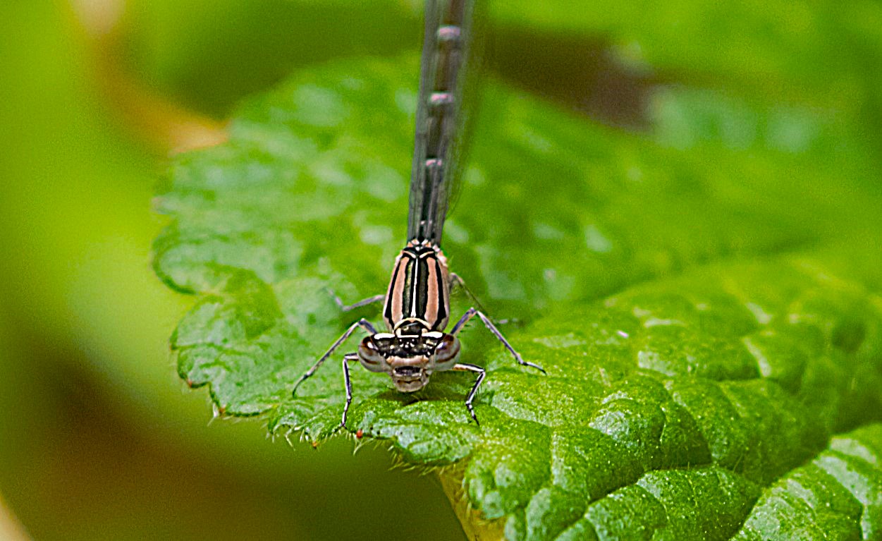 Insects and other Invertebrates of Britain and Europe | Few pics from ...