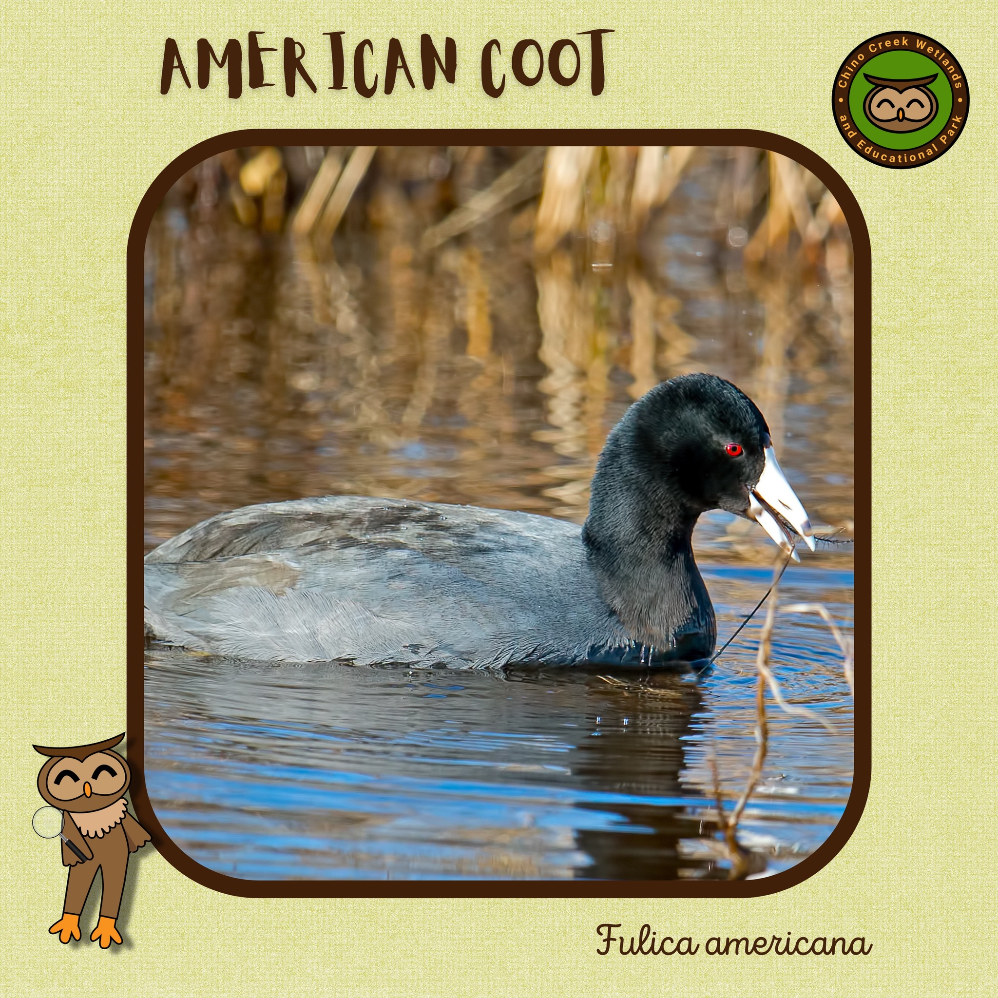 Here is the... - Chino Creek Wetlands and Educational Park | Facebook