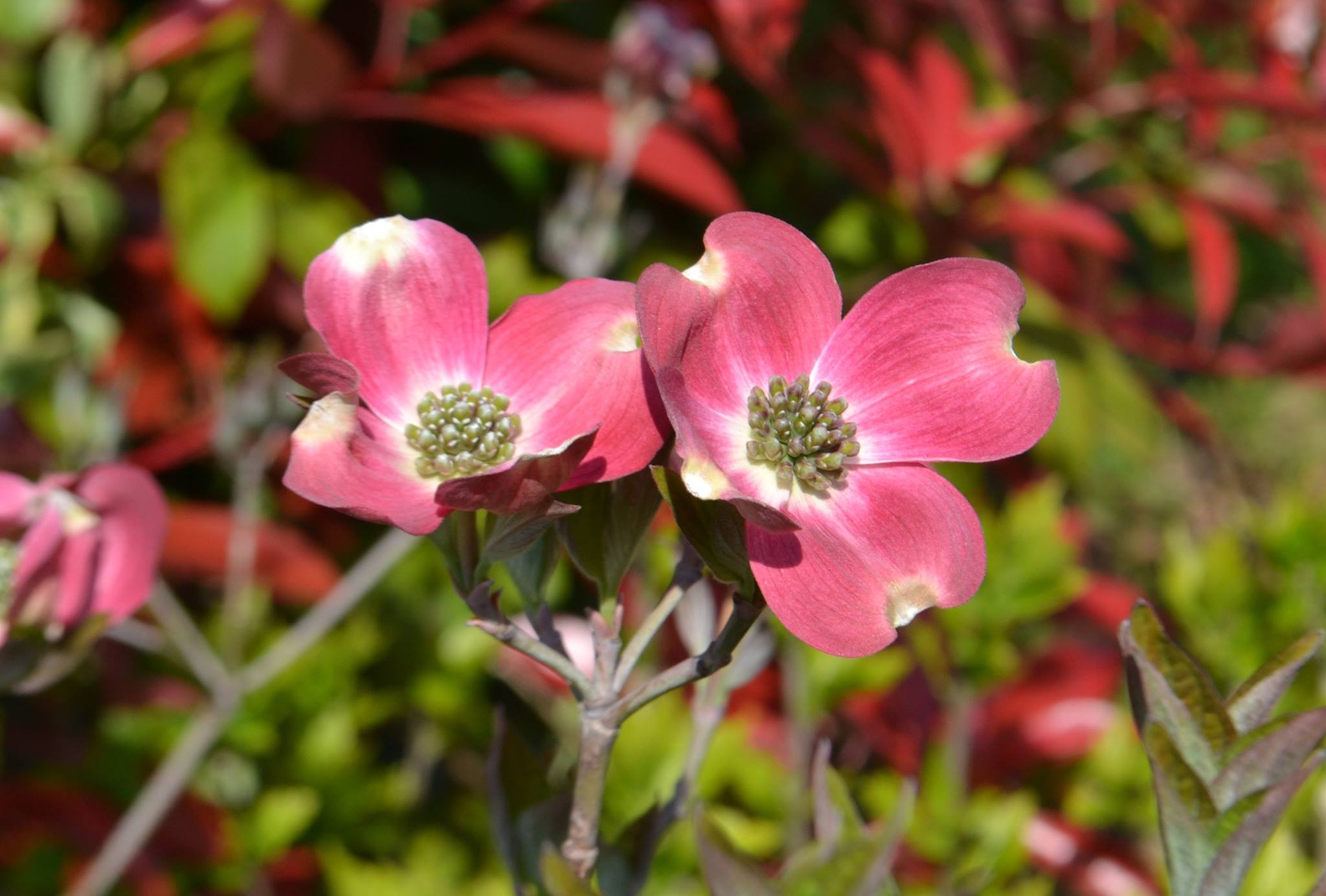 ハナミズキが見頃です(*^_^*) ガーデンには白とピンク色の花が咲く 