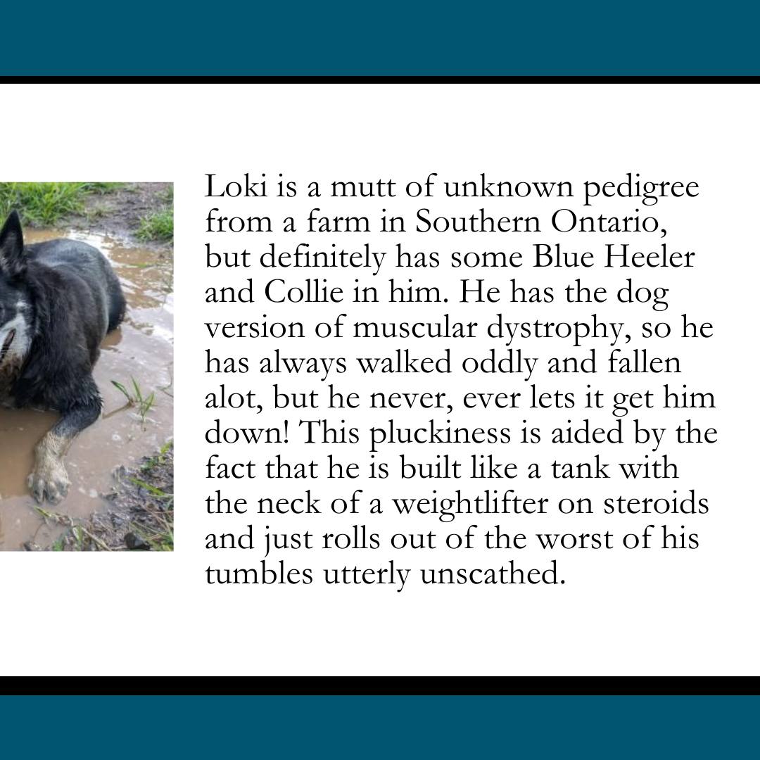 🐕 PET OF THE MONTH: Loki 🐕 ... - The Lunenburg Barnacle | Facebook
