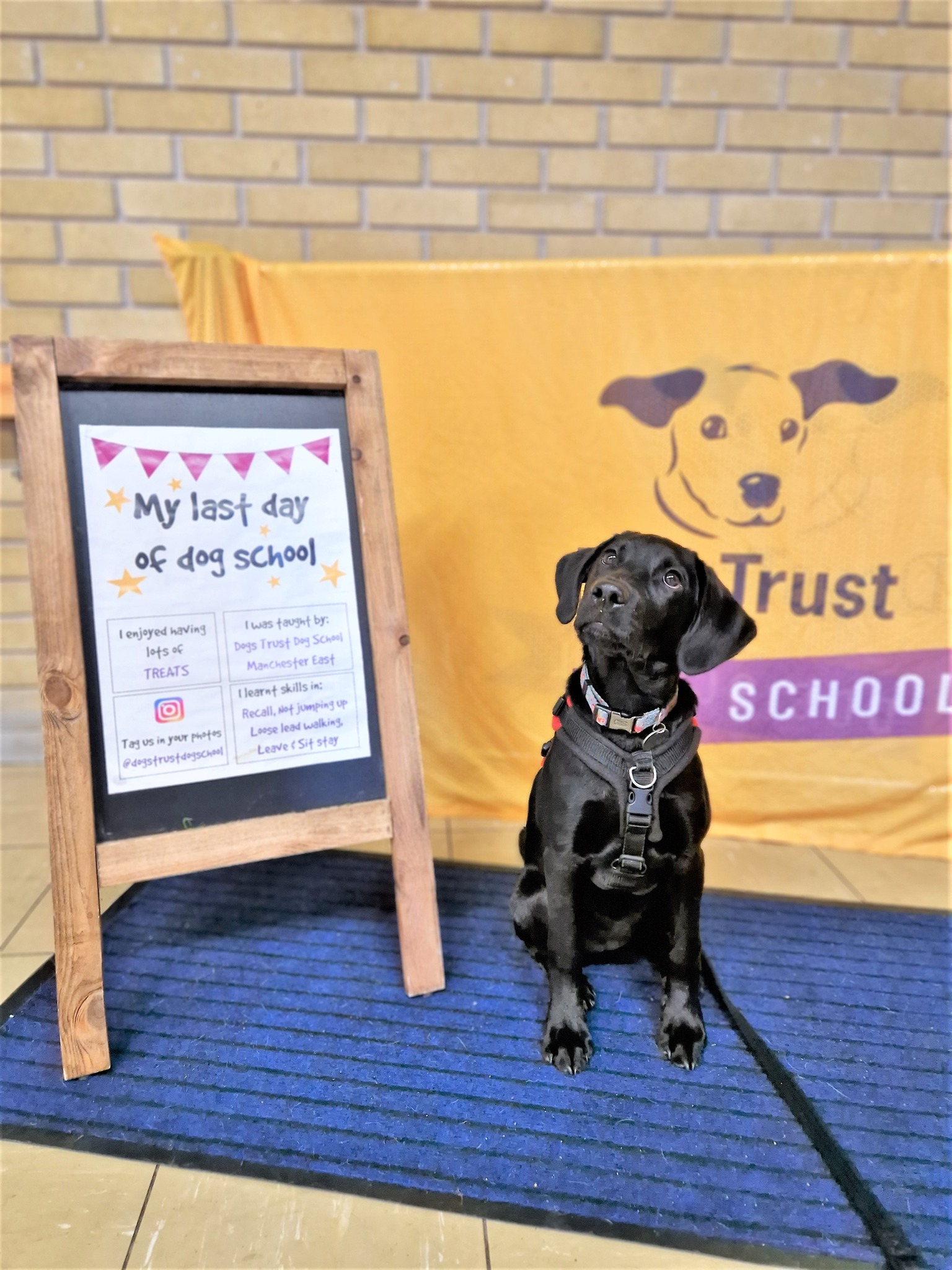 Dogs Trust - Our Dog School #GraduateOfTheWeek is the... | Facebook