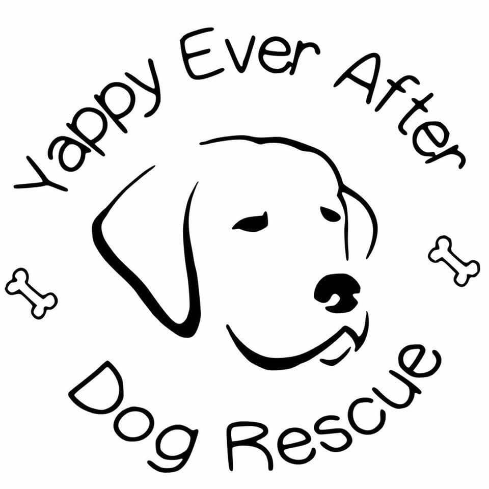 We are still looking for a foster with a view to adopt home for Rosie ...