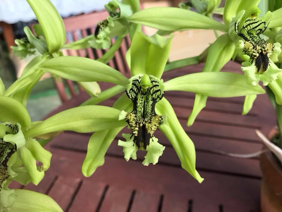 花は特大！ 貴重なグリーンのセロジネです！ 花弁とリップの