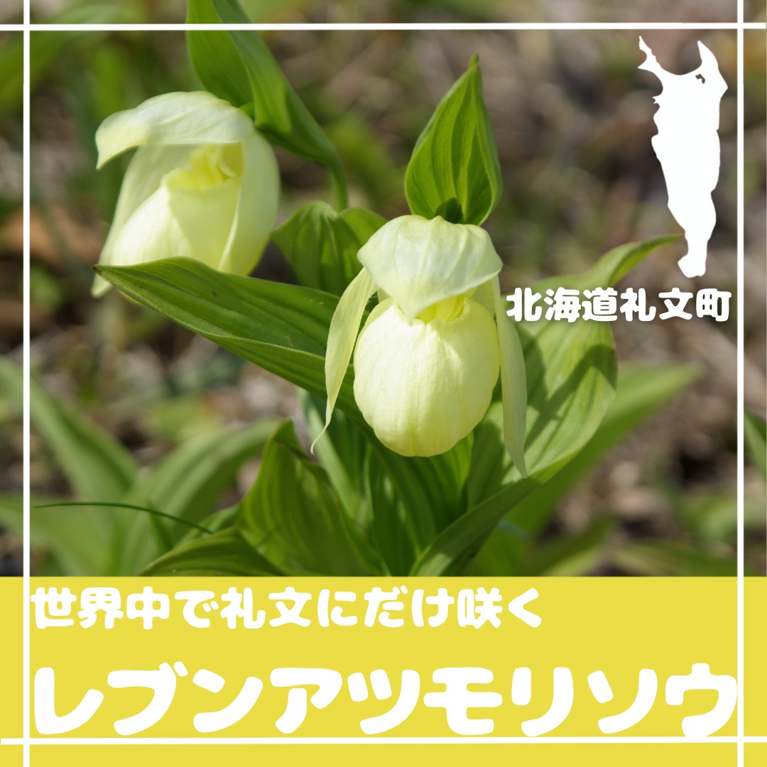 礼文お花情報💐】 レブンアツモリソウは、礼文島の固有種で ラン科の