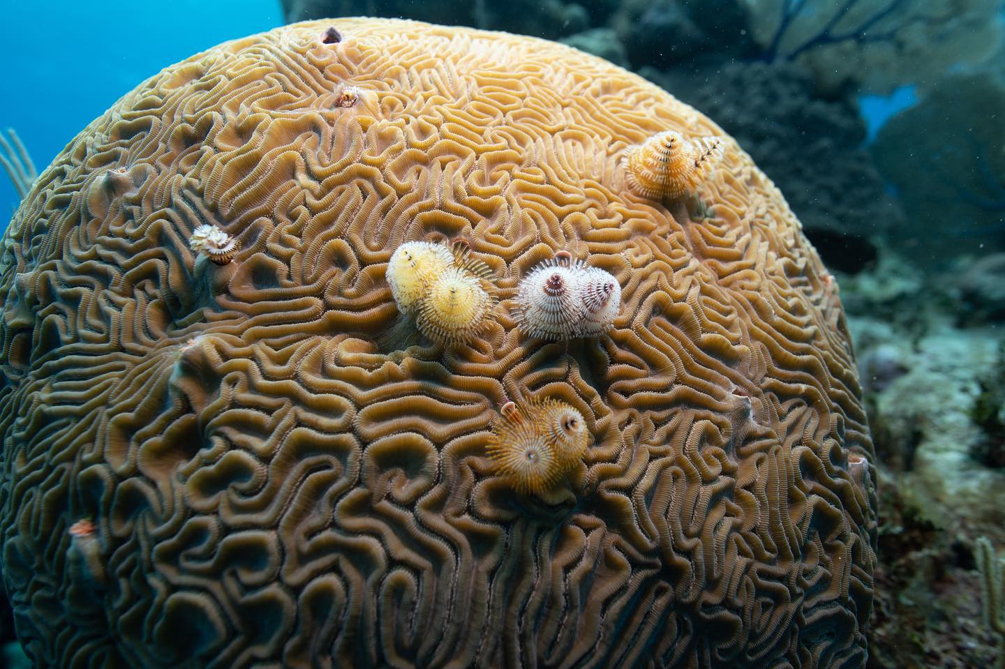 ⭐️ Fun Fact! ⭐️ Did you know there... - Reef Rescue Network