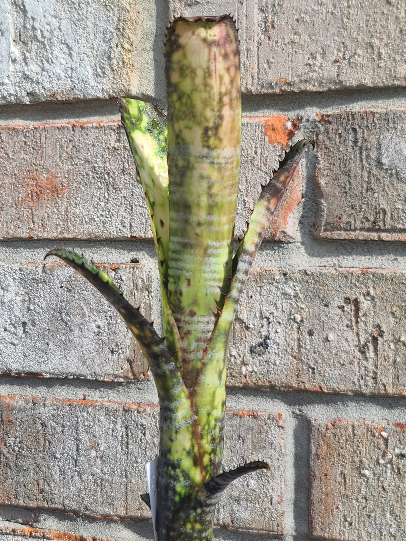 Billbergia 'Prickly Heat' bromeliad colouration
