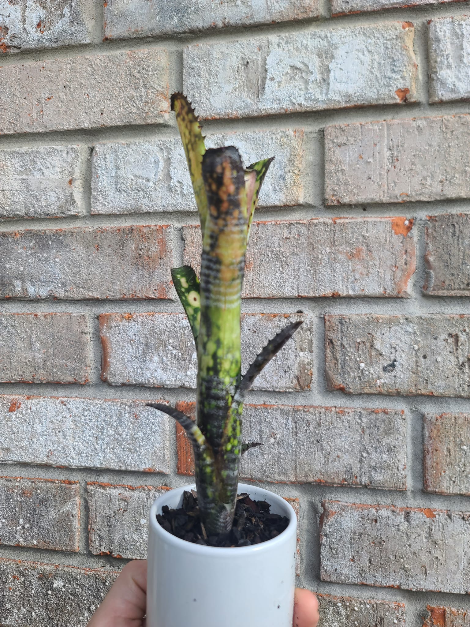 Billbergia 'Midnight Sun' bromeliad