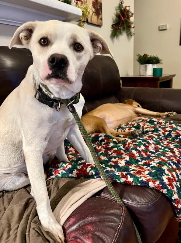 PENDING ADOPTION - Alice is a very... - Poor Paws Rescue