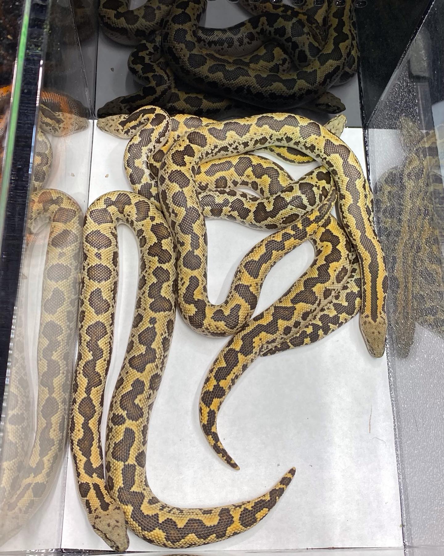 My favorite sand boa... - CBN Reptiles Luckey Andriopoulos | Facebook
