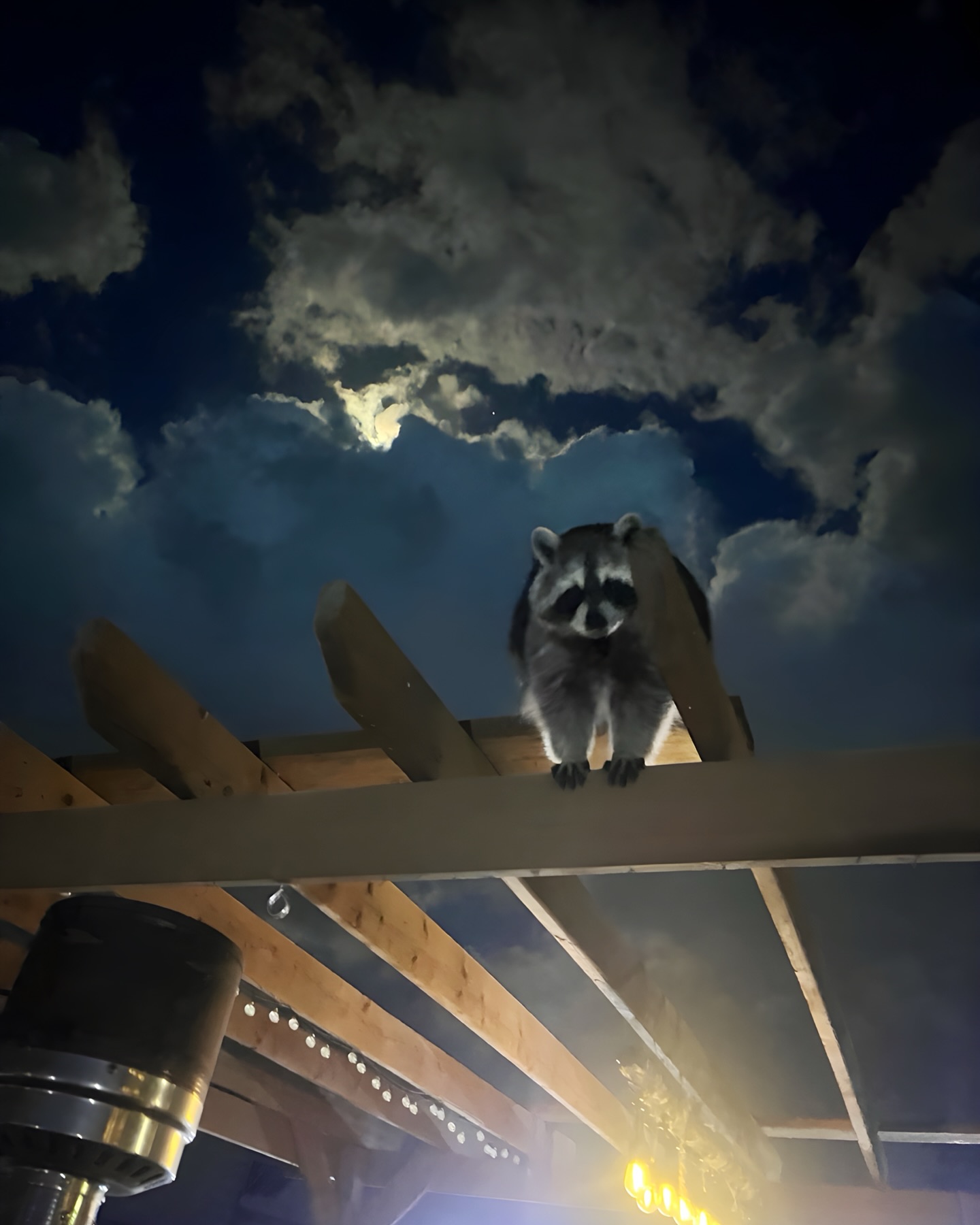 Diddles Raccoon - Diddles Raccoon added a new photo.