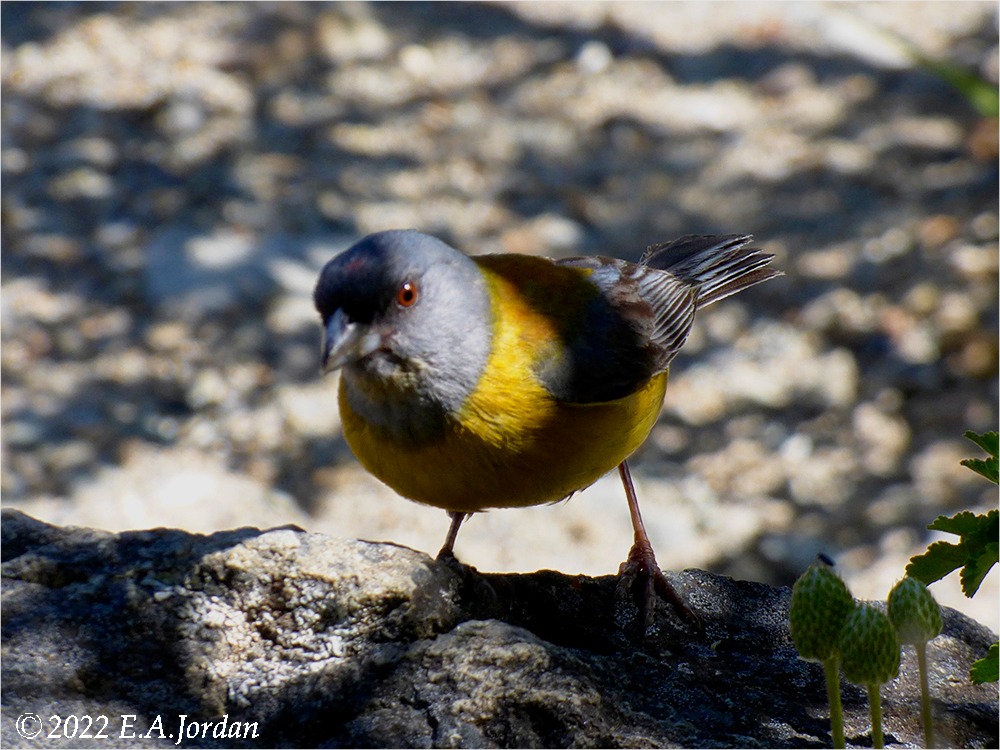Mes oiseaux