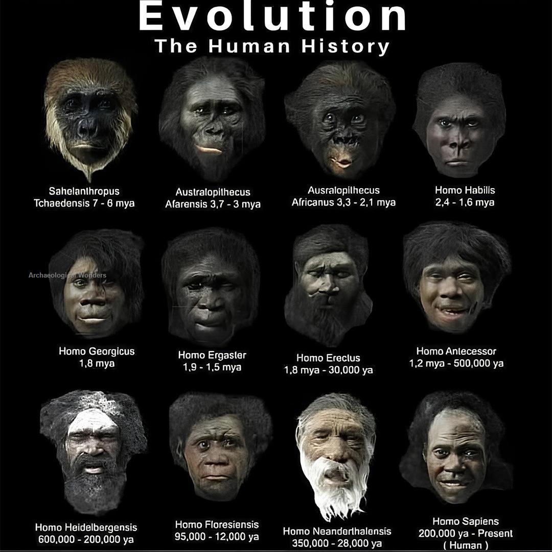 Evolution Of Humans Chart