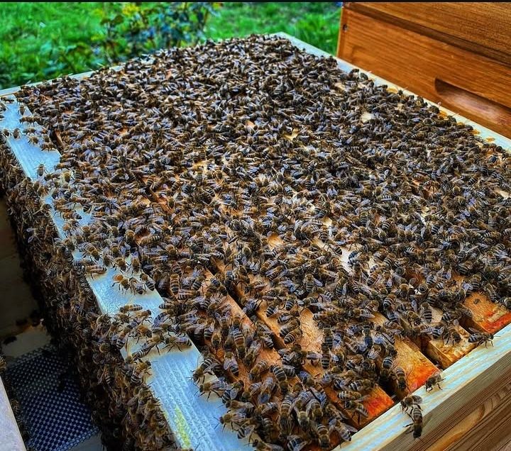 Canadian - 50,000 bees - perfectly organized chaos? A bee colony is ...