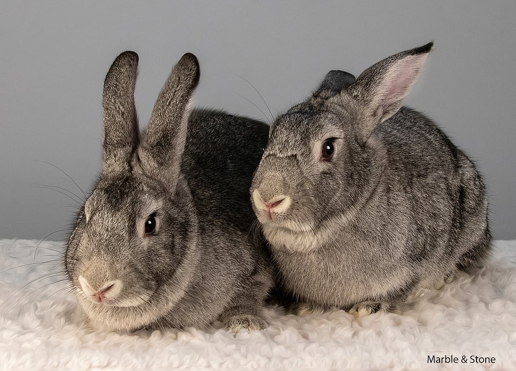 Meet our Bunnies of the... - Orlando Rabbit Care & Adoptions | Facebook