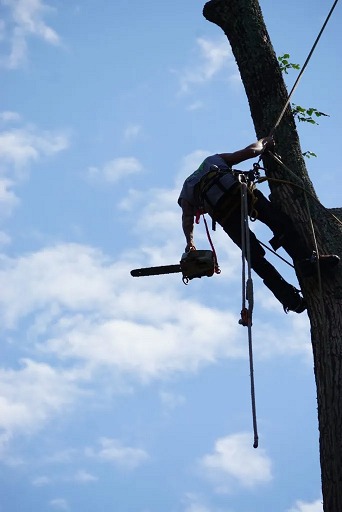 High Performance Tree Service LLC | Pittstown NJ